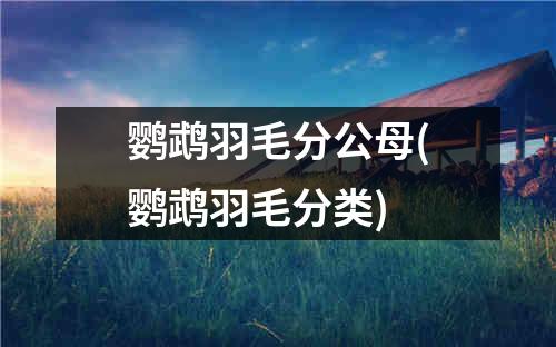 鹦鹉羽毛分公母(鹦鹉羽毛分类)