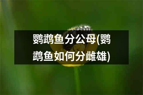 鹦鹉鱼分公母(鹦鹉鱼如何分雌雄)