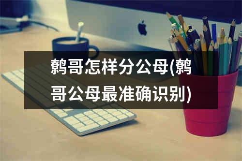 鹩哥怎样分公母(鹩哥公母最准确识别)