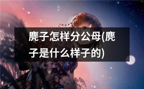 麂子怎样分公母(麂子是什么样子的)