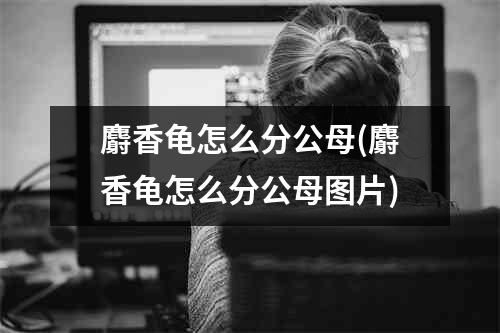 麝香龟怎么分公母(麝香龟怎么分公母图片)