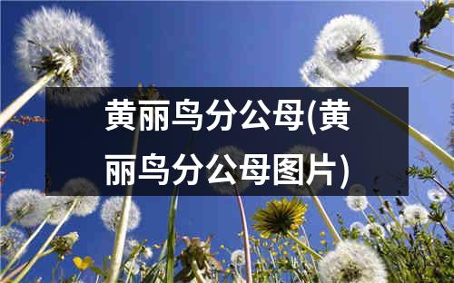 黄丽鸟分公母(黄丽鸟分公母图片)