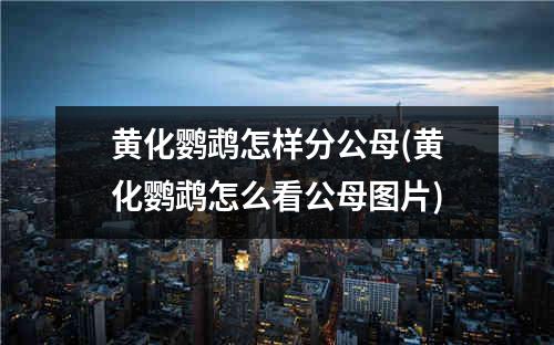 黄化鹦鹉怎样分公母(黄化鹦鹉怎么看公母图片)