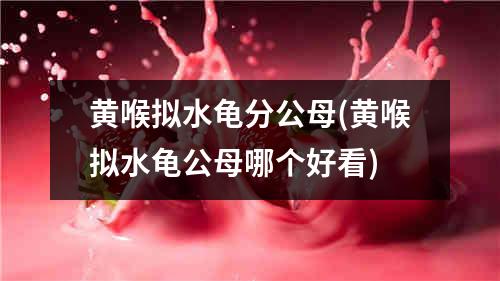 黄喉拟水龟分公母(黄喉拟水龟公母哪个好看)