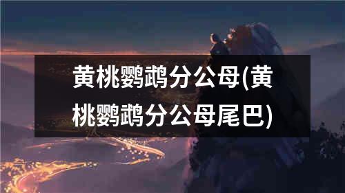 黄桃鹦鹉分公母(黄桃鹦鹉分公母尾巴)