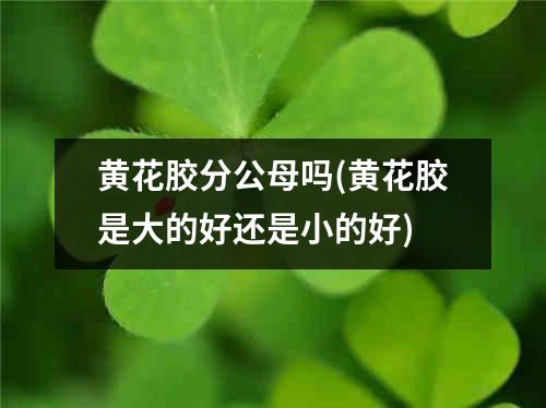 黄花胶分公母吗(黄花胶是大的好还是小的好)