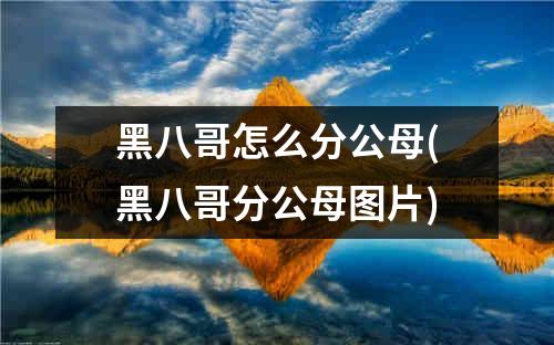 黑八哥怎么分公母(黑八哥分公母图片)