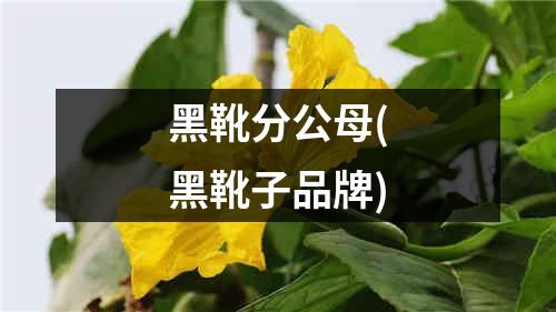 黑靴分公母(黑靴子品牌)