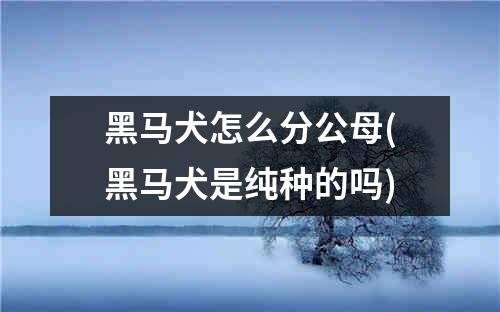 黑马犬怎么分公母(黑马犬是纯种的吗)