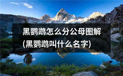 黑鹦鹉怎么分公母图解(黑鹦鹉叫什么名字)