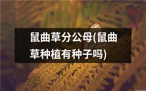 鼠曲草分公母(鼠曲草种植有种子吗)