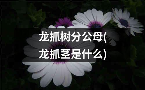 龙抓树分公母(龙抓茎是什么)