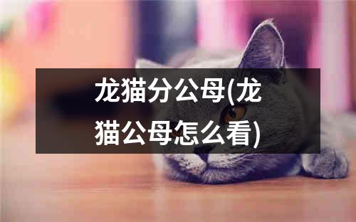 龙猫分公母(龙猫公母怎么看)