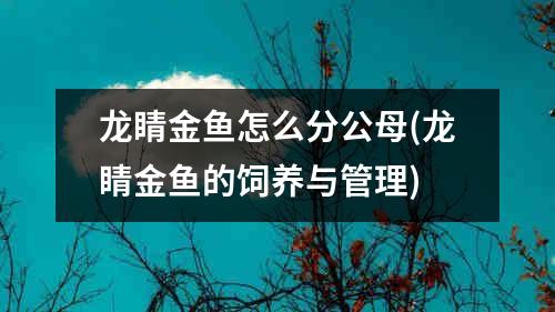 龙睛金鱼怎么分公母(龙睛金鱼的饲养与管理)