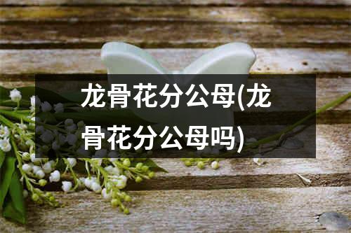 龙骨花分公母(龙骨花分公母吗)