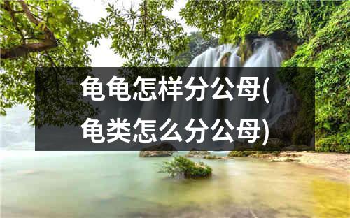 龟龟怎样分公母(龟类怎么分公母)