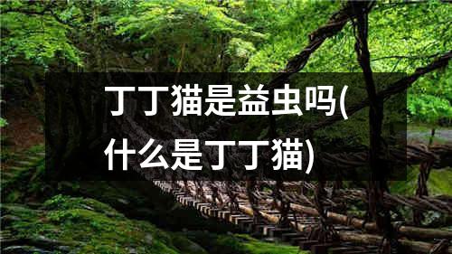 丁丁猫是益虫吗(什么是丁丁猫)