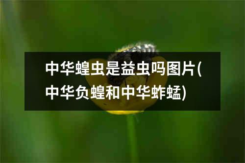 中华蝗虫是益虫吗图片(中华负蝗和中华蚱蜢)