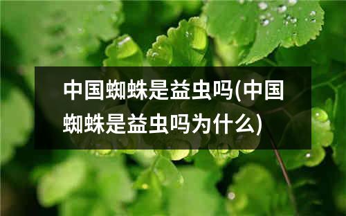 中国蜘蛛是益虫吗(中国蜘蛛是益虫吗为什么)