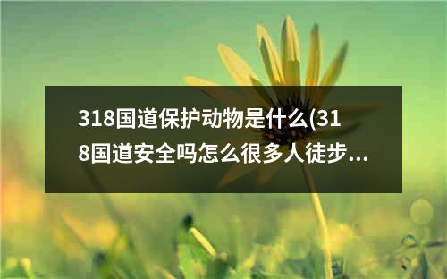 318国道保护动物是什么(318国道安全吗怎么很多人徒步路上有狼吗)