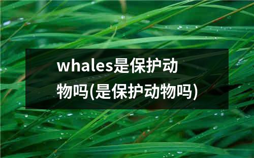 whales是保护动物吗(是保护动物吗)