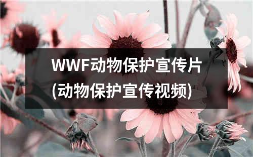 WWF动物保护宣传片(动物保护宣传视频)