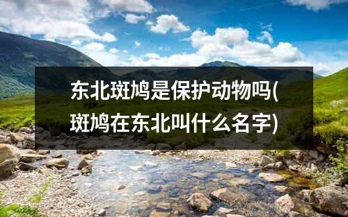 东北斑鸠是保护动物吗(斑鸠在东北叫什么名字)