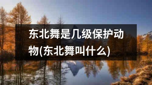 东北舞是几级保护动物(东北舞叫什么)