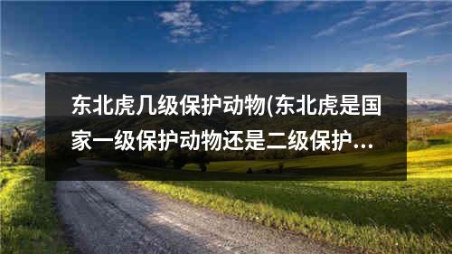 东北虎几级保护动物(东北虎是国家一级保护动物还是二级保护动物)