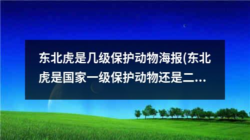 东北虎是几级保护动物海报(东北虎是国家一级保护动物还是二级保护动物)