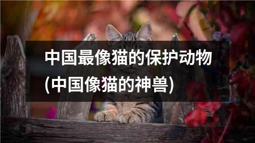 中国最像猫的保护动物(中国像猫的神兽)