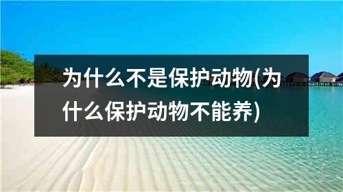 为什么不是保护动物(为什么保护动物不能养)