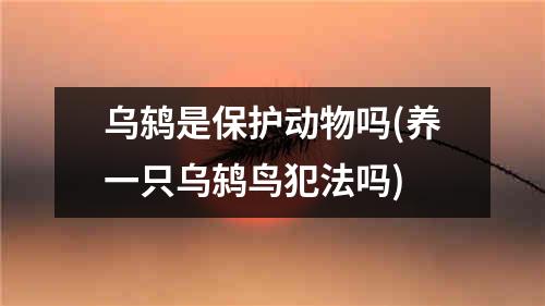 乌鸫是保护动物吗(养一只乌鸫鸟犯法吗)