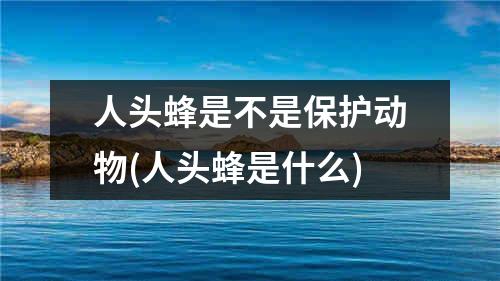 人头蜂是不是保护动物(人头蜂是什么)