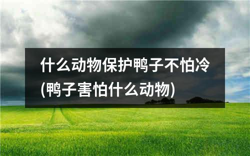 什么动物保护鸭子不怕冷(鸭子害怕什么动物)