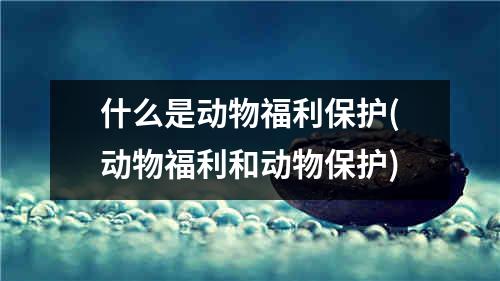 什么是动物福利保护(动物福利和动物保护)