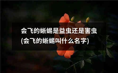 会飞的蜥蜴是益虫还是害虫(会飞的蜥蜴叫什么名字)