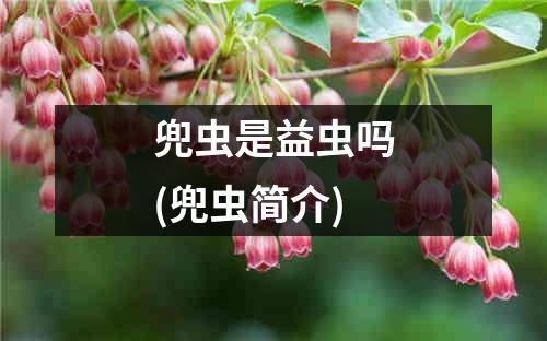 兜虫是益虫吗(兜虫简介)