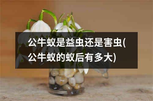 公牛蚁是益虫还是害虫(公牛蚁的蚁后有多大)