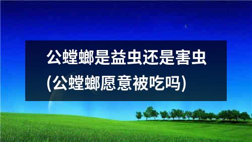 公螳螂是益虫还是害虫(公螳螂愿意被吃吗)