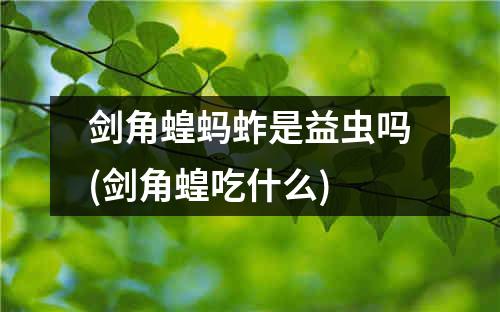 剑角蝗蚂蚱是益虫吗(剑角蝗吃什么)