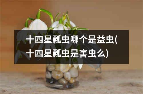 十四星瓢虫哪个是益虫(十四星瓢虫是害虫么)