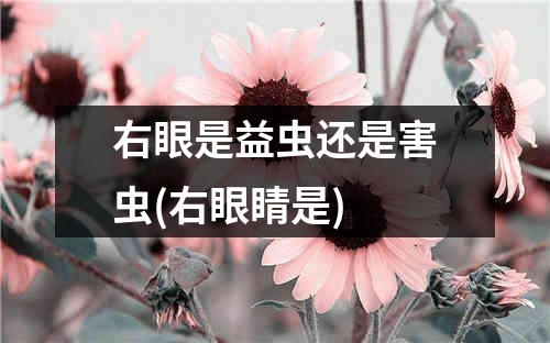 右眼是益虫还是害虫(右眼睛是)