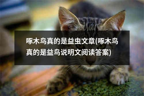 啄木鸟真的是益虫文章(啄木鸟真的是益鸟说明文阅读答案)