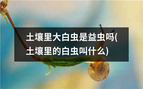 土壤里大白虫是益虫吗(土壤里的白虫叫什么)