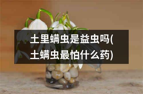 土里螨虫是益虫吗(土螨虫最怕什么药)