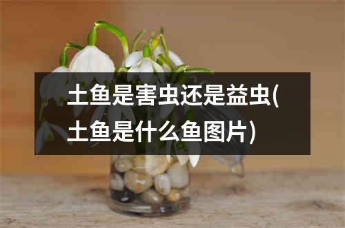 土鱼是害虫还是益虫(土鱼是什么鱼图片)