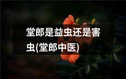 堂郎是益虫还是害虫(堂郎中医)