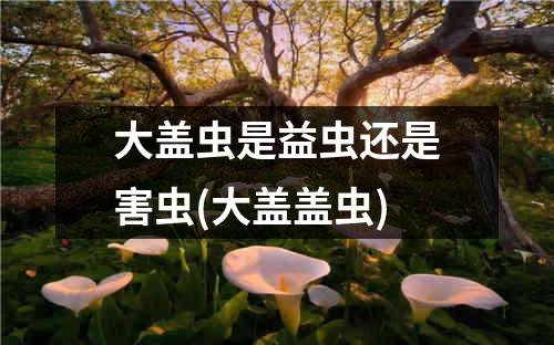 大盖虫是益虫还是害虫(大盖盖虫)