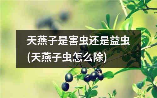 天燕子是害虫还是益虫(天燕子虫怎么除)